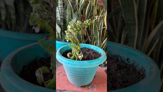 How to Grow Turtle Vine The Plant That Looks Like Turtles [upl. by Adah365]