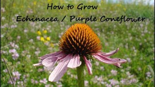 How to grow Echinacea from Seed Purple Coneflower Echinacea Purpurea [upl. by Keheley]