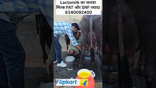 Lactomilk पिलाओ और भरपूर दूध पाओ dairyfarm cow murrah shorts trending ytstudio petsanimals [upl. by Ila]