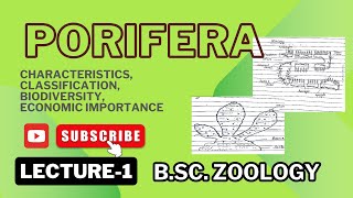 Poriferans Classification Characteristics  BSc Zoology  Notes in description [upl. by Riba]