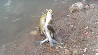 Catching Catfish  Pesca de Bagres en la Presa Lázaro Cárdenas en el Palmito Durango 2016 [upl. by Niak]