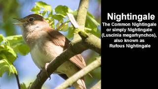 Nightingale Bird Call  singing Nightingale [upl. by Nuzzi]