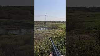 Impala plus🤙 hunting охота huntingrussia муром fishing осенняяохота nature [upl. by Asquith]