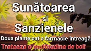 Doua plante cat o farmacie întreagaTrateaza întregul organismSunatoarea Sanzienele [upl. by Ennahgem]