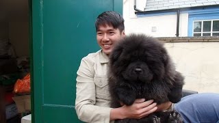 Chow Chow Puppy Gets A Bit Too Excited [upl. by Bully]