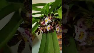 Floração da Gastrochilus bellinus ❤️ flores orquideas plantas cultivo [upl. by Nnovahs]