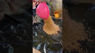 Bhune hue chane kaise bante Hai making shortvideo [upl. by Siuqaj]