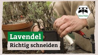 Lavendel richtig schneiden [upl. by Nimajneb]