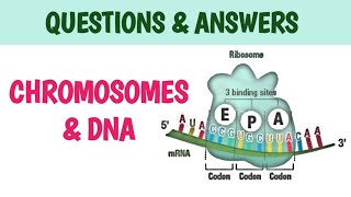 CHROMOSOME AND DNA CLASS 12  SHORT QUESTIONS [upl. by Yticilef]