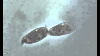 Paramecium in scissione [upl. by Aivul]