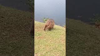 Ratão do Banhado no parque do lago em Guarapuava Paraná [upl. by Nosredna]