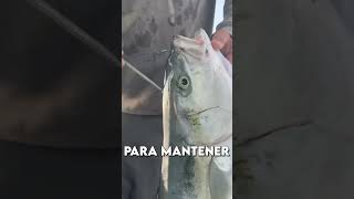 La forma más HUMANA de matar a un pez 🐟🗡️ [upl. by Nohsar]