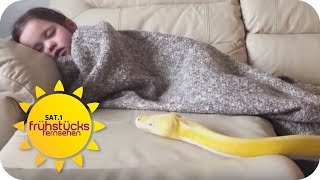 Eine Python als Kuscheltier Harmlos oder Verantwortungslos  SAT1 Frühstücksfernsehen [upl. by Rey919]