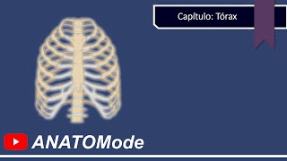 Anatomía del Esternón  Manubrio  Cuerpo Esternal y Apófisis Xifoides [upl. by Hazlip]