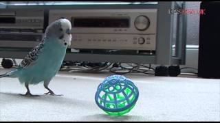 Timothy The Budgie Playing Throw  The  Ball [upl. by Anuahsat581]