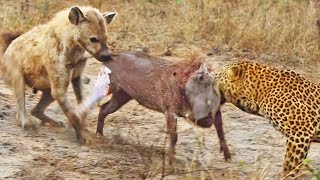 Leopard and Hyena Break Warthog Apart While Still Alive [upl. by Ahsenroc310]