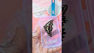 🦋 Butterfly 😱 in Resin Craftdiy making craft [upl. by Anilef]