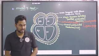 Lymphatic System in Hindi  Lymph  Lymph Nodes  Lymph Vessels  NEET [upl. by Haswell54]