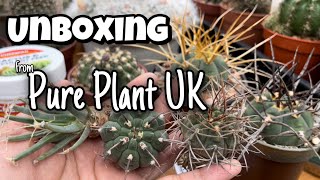 Unboxing Cactus plants from Pure Plant UK  Leuchtenbergia Principis  Gymnocalycium  succulents [upl. by Borlow979]