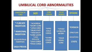 UMBILICAL CORD AND ITS ABNORMALITIES [upl. by Akihsay]