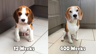 My Beagle Dog from 12 weeks to 8 Years old in under 3 minutes  LOUIE THE BEAGLE [upl. by Keverian]