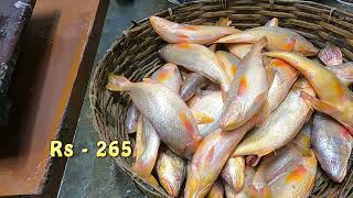 ভোলা মাছ এবং এর দাম  bhala fish price  hilsa fish [upl. by Tito]