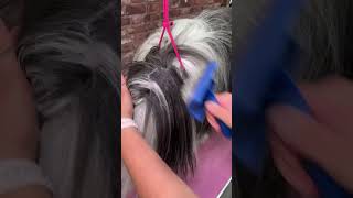 Doggy Daily Episode 366 Lola and Peggy the Bearded Collies 🐾 beardedcollie doggrooming [upl. by Somar]