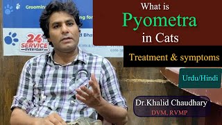 What is pyometra in cats  Pyometra treatment  Pyometra symtoms in cats  Dr Khalid Chaudhary [upl. by Jenks]