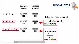 OPERON LAC  PROCARIOTAS [upl. by Anev]