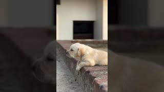 Puppy Labrador Howling 4k video 🥹🥹 dogs puppy doglover cute labradorretriever dog viralvideo [upl. by Sakram]