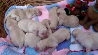 1 day old Labrador puppies [upl. by Anrym]