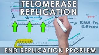 Telomerase Replication in Eukaryotes  End Replication [upl. by Gunner879]