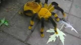 RC Tarantula [upl. by Tryck]