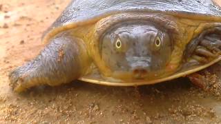 Funniest Turtle found in River  ಆಮೆ [upl. by Russon]