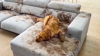 Dog Makes Muddy Mess 😮🤣 FUNNIEST Animal Videos [upl. by Setiram797]