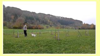 Agility Sprungtraining mit 7 Hürden [upl. by Neall10]