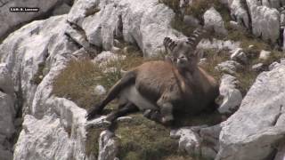 ALPSKI KOZOROG SEPTEMBER Capra ibex Triglavski narodni park [upl. by Renato460]