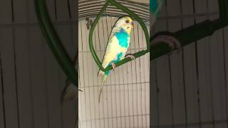 Budgies playing budgies parrot shorts [upl. by Orford]