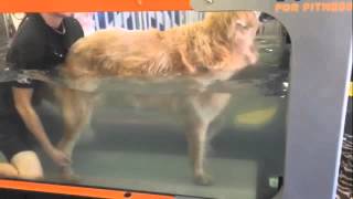 Underwater Treadmill  Intervertebral Disc Disease Fletcher [upl. by Ram]