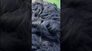 How Giant Schnauzer turns aggressive dogs into puppies dogdefense [upl. by Palma655]