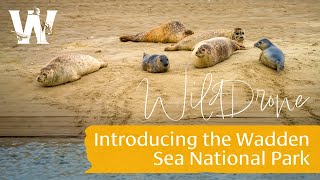 WildDrone Introducing the Wadden Sea National Park [upl. by Aznarepse]