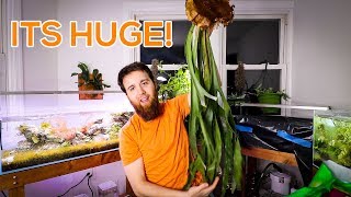 HUGE STAGHORN FERN  HOUSE PLANT CARE GUIDE [upl. by Fairley713]