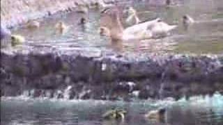 Ducklings jumping up and down waterfall [upl. by Narda844]