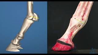 Understanding Fine Points of Lever Arms as They Relate to Stance and Equine Biomechanics [upl. by Ormsby921]