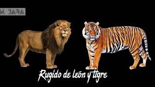 Rugido de león y tigre [upl. by Janik]