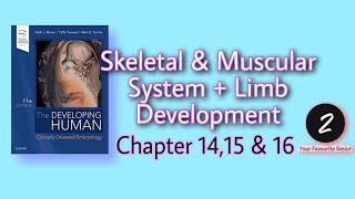 Development of Limbs  Skeletal and Muscular System  Embryology  Chapter 1415 amp 16  KLM [upl. by Spatz153]