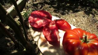 Tomato Profile The Aussie Heirloom 2 Pound Beefsteak  TRG 2014 [upl. by Etiragram]