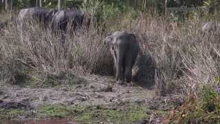 Wildlife of India Kaziranga National Park Assam India [upl. by Danielle]