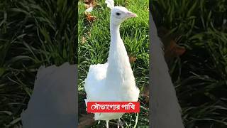 ময়ূর কেন সৌভাগ্যের পাখি shortvideo peacock hindu peacocking birds bangla [upl. by Gunning898]