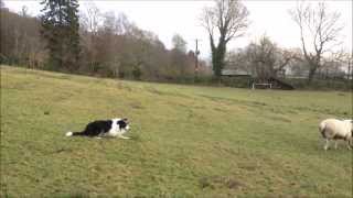 Boss the Border Collie working sheepdog learning whistle commands in training [upl. by Yalc935]